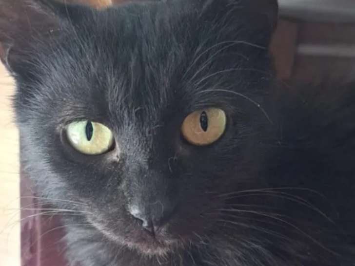 Disponible à l'adoption : chatte de couleur noire