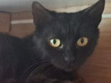 Disponible à l'adoption : chatte de couleur noire