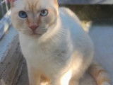 En attente d'adoption : chat de couleur beige