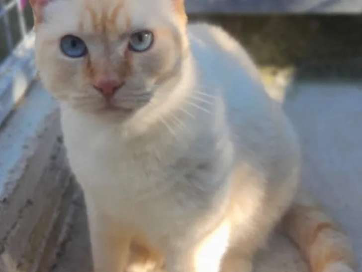 En attente d'adoption : chat de couleur beige