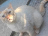 En attente d'adoption : chat de couleur beige