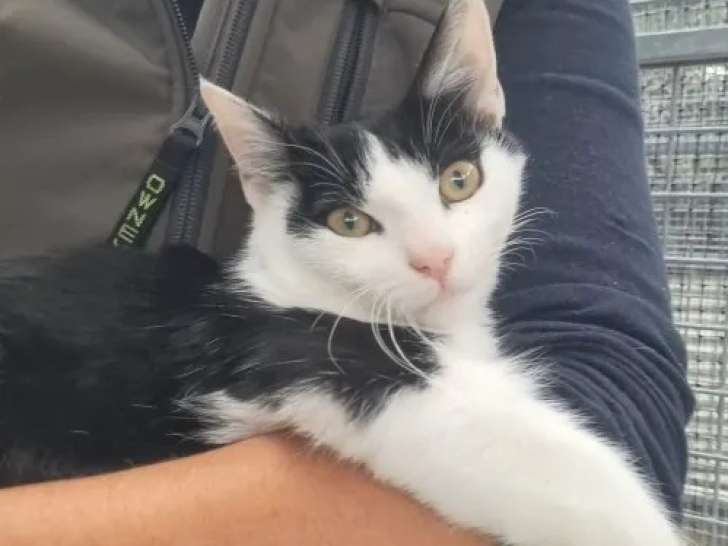 Prêt pour l’adoption : chaton mâle de 4 mois
