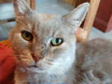 En attente d’un foyer : chat âgé de 10 ans