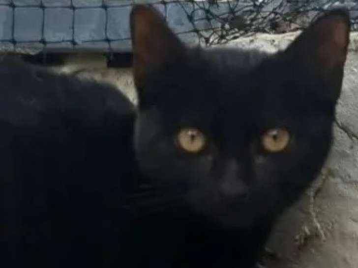 À accueillir : chatonne noire