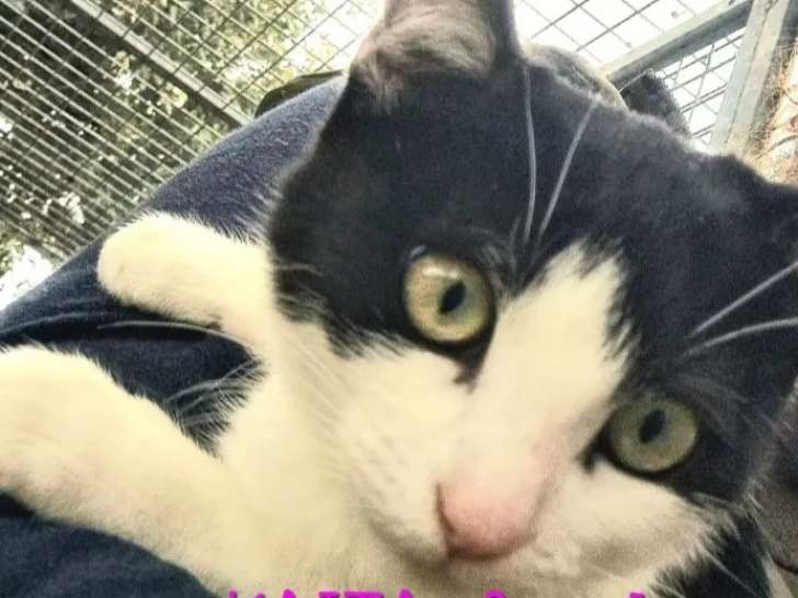 En quête d'un foyer : chaton femelle noir et blanc