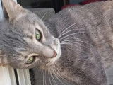 Adoption disponible : chatte tigrée grise