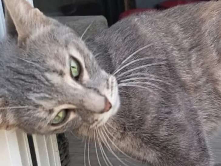 Adoption disponible : chatte tigrée grise