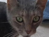 Adoption disponible : chatte tigrée grise
