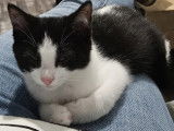 À la recherche d'une famille : chaton mâle de 4 mois
