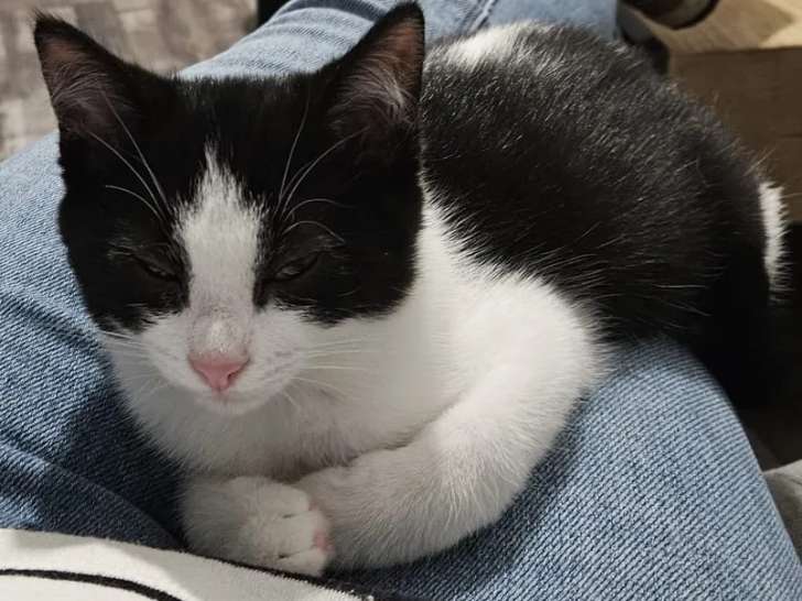 À la recherche d'une famille : chaton mâle de 4 mois