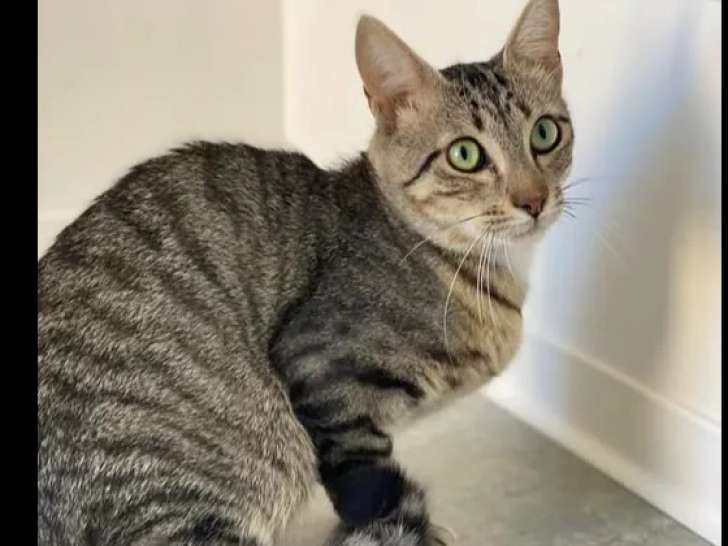 Chat âgé de 2 ans prêt pour l’adoption