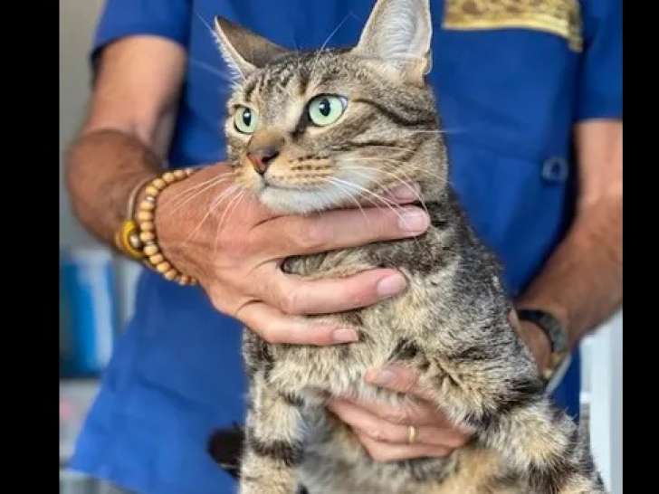 Chat de 5 ans en attente d'une famille