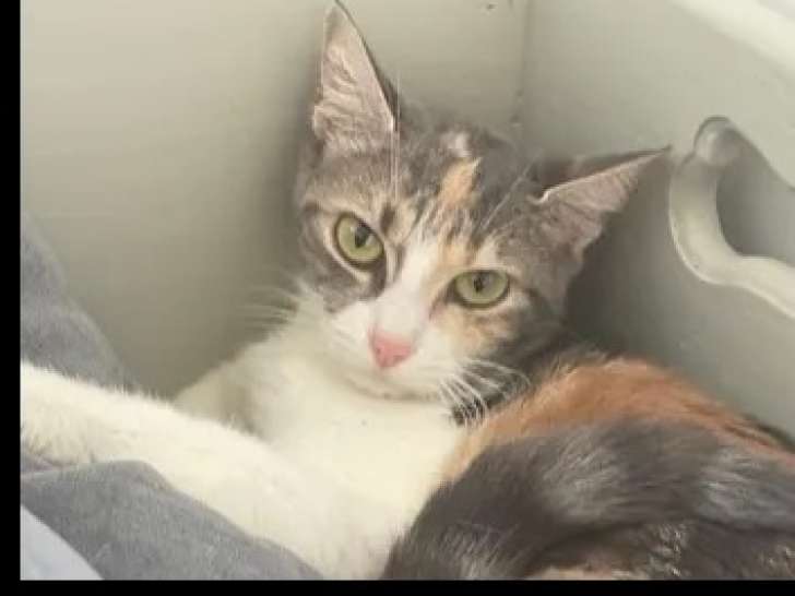 Chatte âgée de 2 ans à accueillir