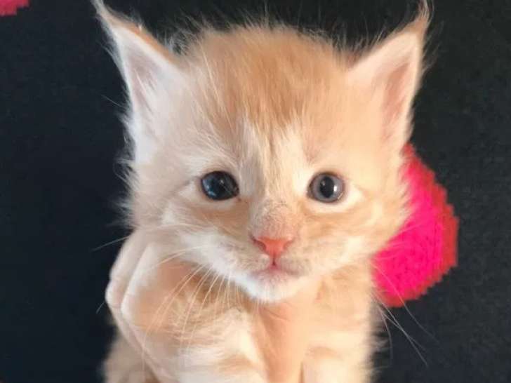2 chatons femelles Maine Coon rousses LOOF à réserver