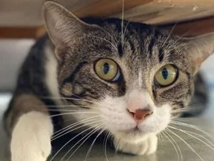 Chaton mâle tigré blanc à la recherche d'une famille