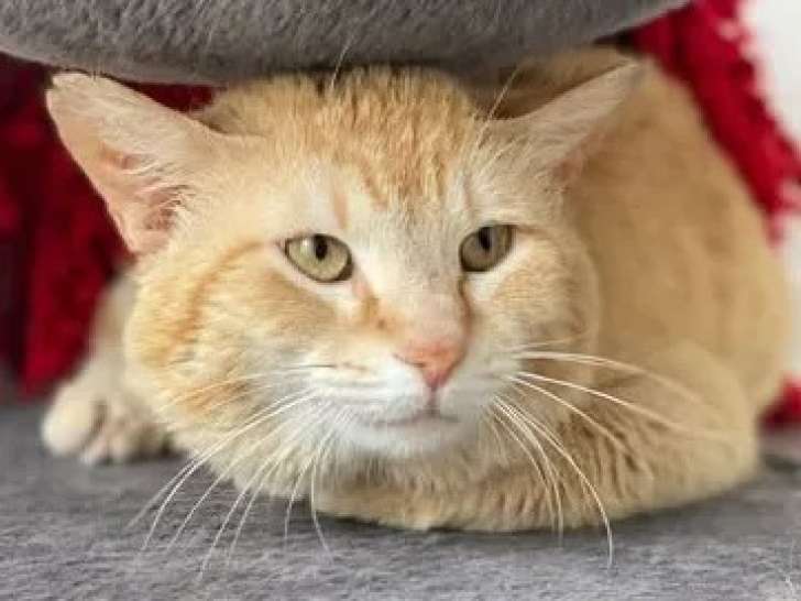À adopter, chat tigré roux