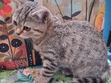 1 chatonne Scottish Straight LOOF à vendre