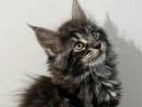 3 chatons femelles Maine Coon LOOF à réserver