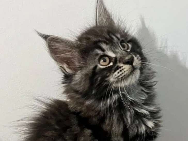 3 chatons femelles Maine Coon LOOF à réserver