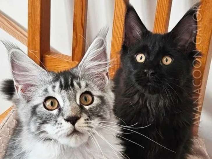 6 chatons Maine Coon à vendre (LOOF)