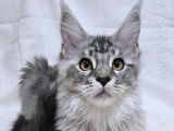 6 chatons Maine Coon à vendre (LOOF)