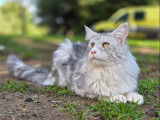 Chat mâle Maine Coon disponible pour saillie (LOOF)