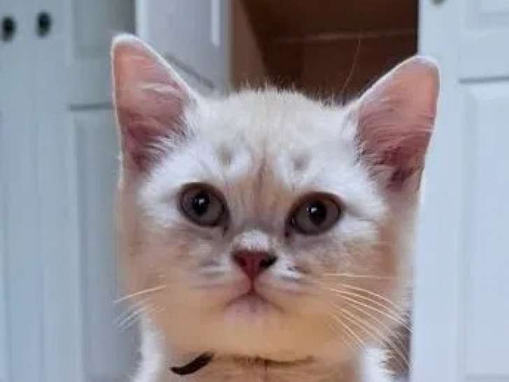 3 chatons mâles British Shorthair LOOF à vendre