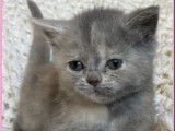 2 chatons femelles British Shorthair blue tortie LOOF à réserver