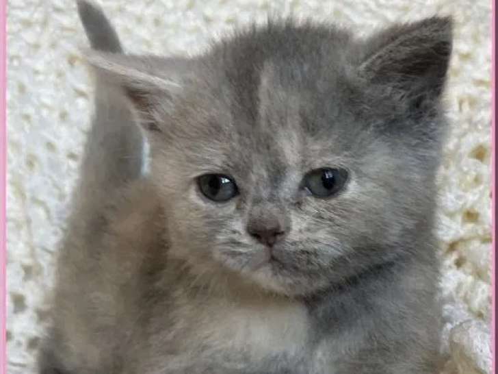 2 chatons femelles British Shorthair blue tortie LOOF à réserver