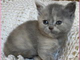 2 chatons femelles British Shorthair blue tortie LOOF à réserver