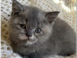 2 chatons femelles British Shorthair blue tortie LOOF à réserver