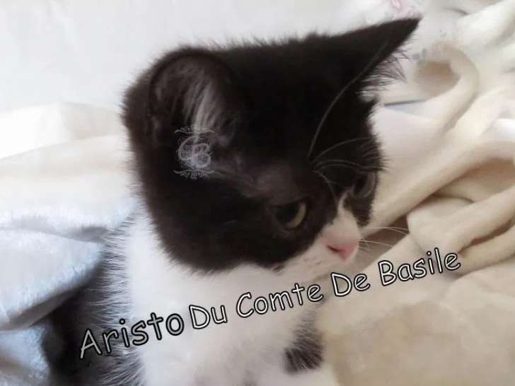 1 chaton mâle Type Exotic Shorthair à vendre (non LOOF)