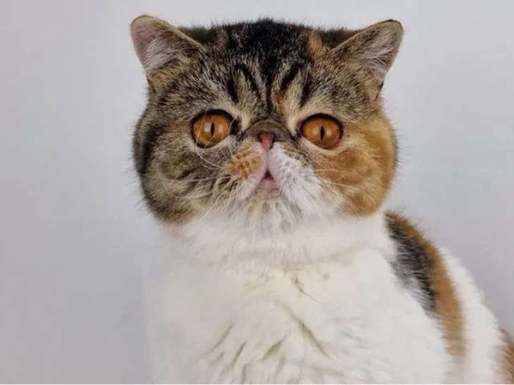 Chat adulte femelle Exotic Shorthair LOOF à vendre