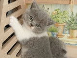 4 chatons British Shorthair et Longhair à réserver (LOOF)