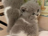 4 chatons British Shorthair et Longhair à réserver (LOOF)