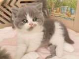 4 chatons British Shorthair et Longhair à réserver (LOOF)