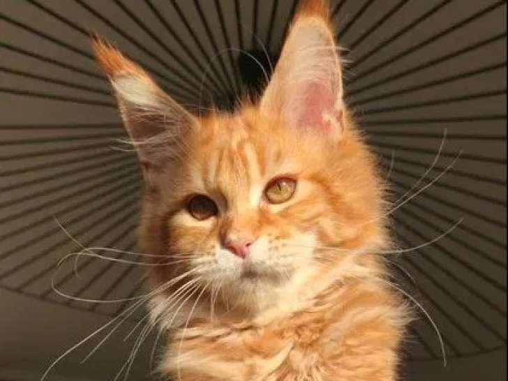 1 chaton femelle Maine Coon red blotched tabby LOOF à vendre