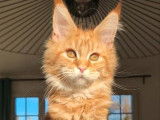 1 chaton femelle Maine Coon red blotched tabby LOOF à vendre