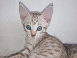 3 chatons Savannah F6 LOOF à réserver