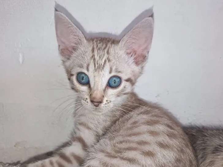 3 chatons Savannah F6 LOOF à réserver