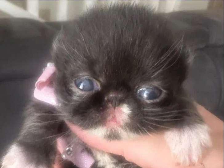 1 chaton mâle Persan LOOF à réserver