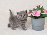 4 chatons British Shorthair LOOF à réserver