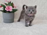 4 chatons British Shorthair LOOF à réserver