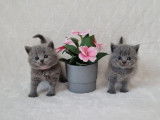 4 chatons British Shorthair LOOF à réserver