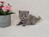 4 chatons British Shorthair LOOF à réserver