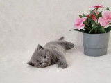 4 chatons British Shorthair LOOF à réserver