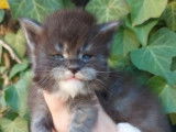 Chatons femelles Maine Coon LOOF à réserver