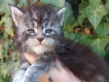 Chatons femelles Maine Coon LOOF à réserver