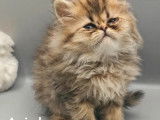 6 chatons mâles Persan à vendre (non LOOF)