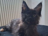 1 chatonne Maine Coon LOOF à vendre